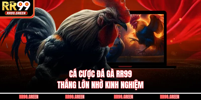 Cá cược đá gà RR99 thắng lớn nhờ kinh nghiệm